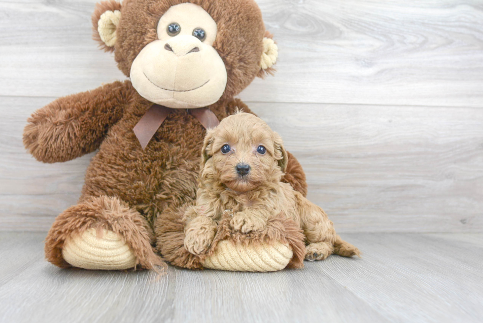 Adorable Cavoodle Poodle Mix Puppy