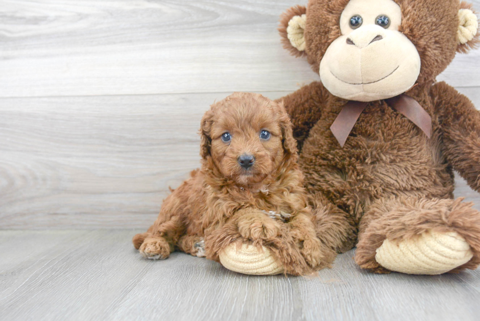 Cavapoo Puppy for Adoption