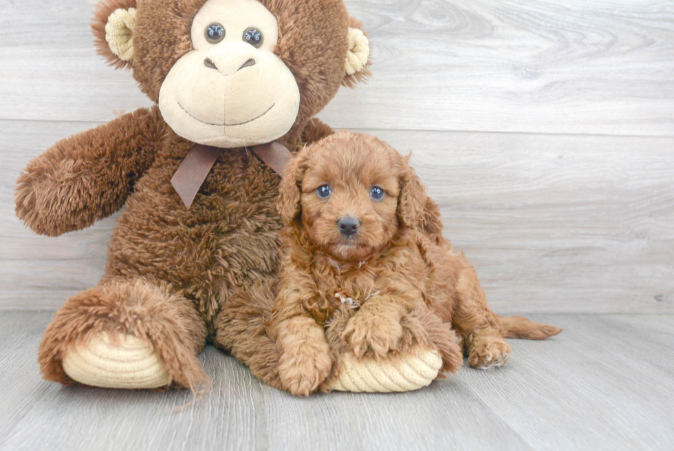 Best Cavapoo Baby