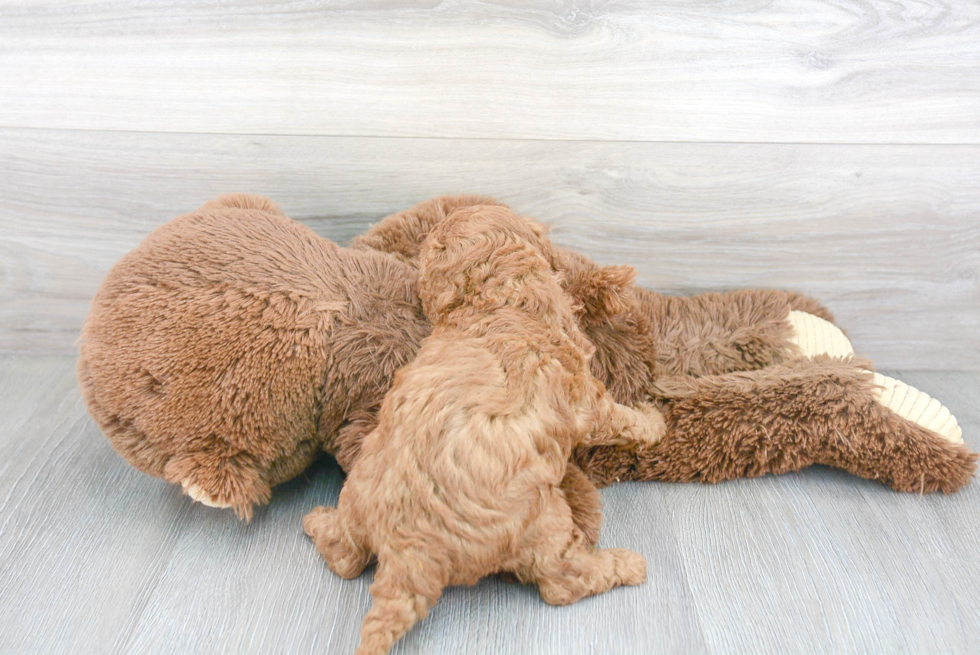 Cavapoo Pup Being Cute