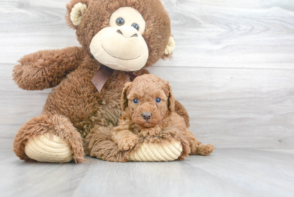 Popular Cavapoo Poodle Mix Pup