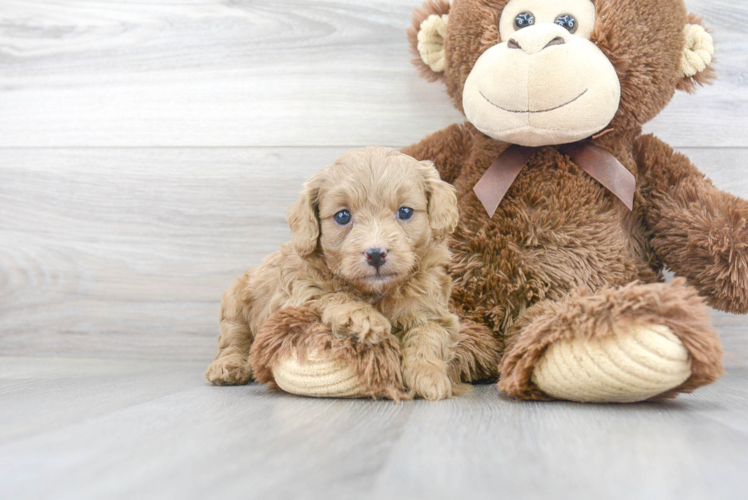 Cavapoo Puppy for Adoption