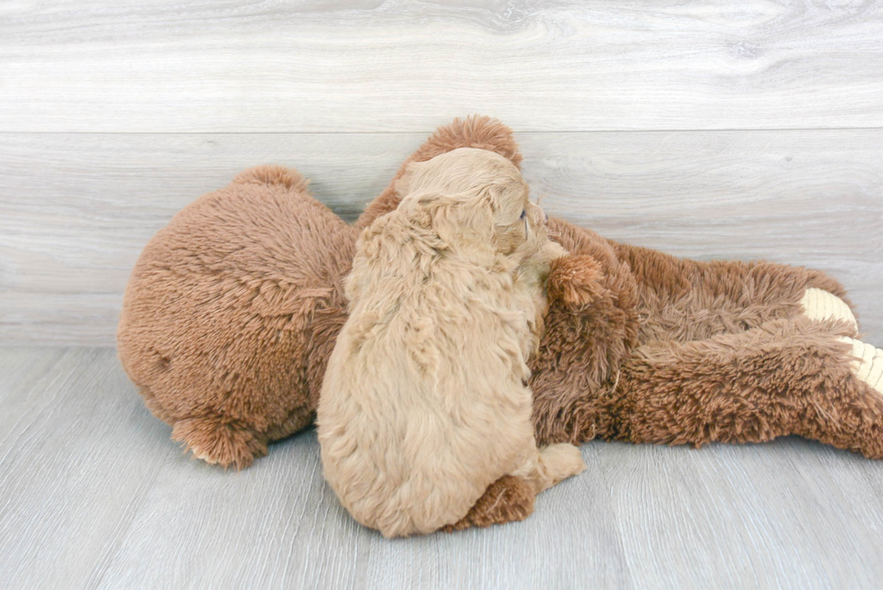 Cavapoo Pup Being Cute