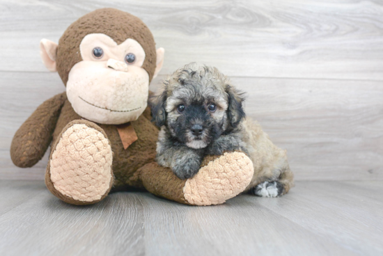 Poochon Pup Being Cute