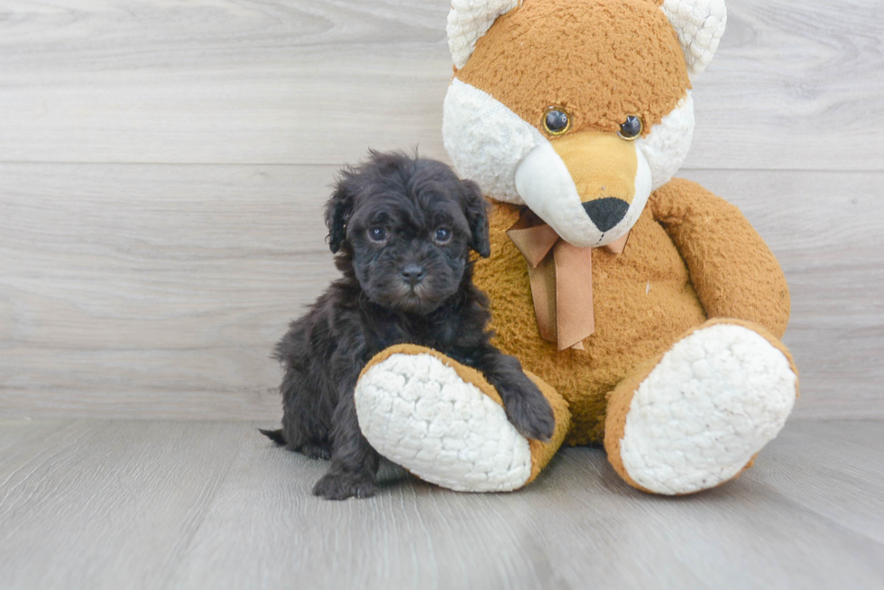 Cavapoochon Puppy for Adoption