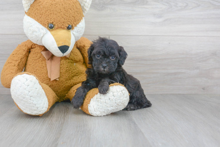 Cavapoochon Puppy for Adoption