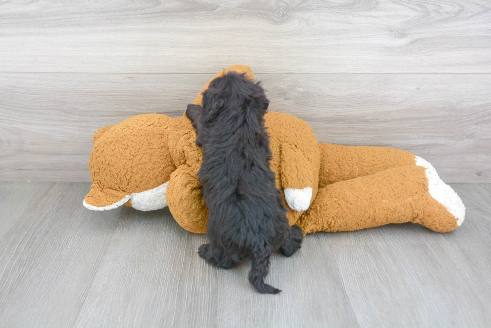 Cute Cavapoochon Mix Pup