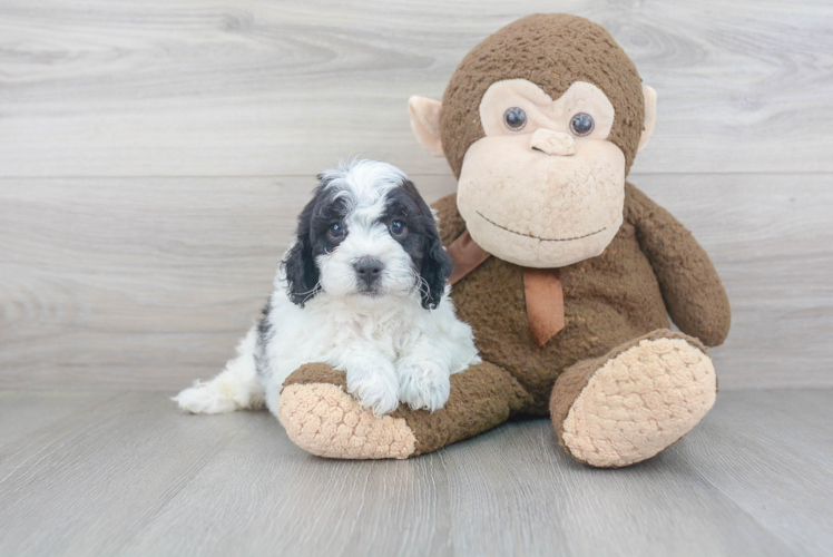 Cute Cavapoochon Baby