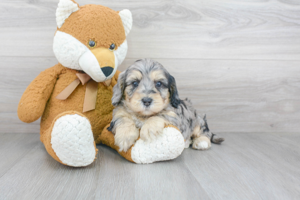 Cute Cavapoochon Mix Pup