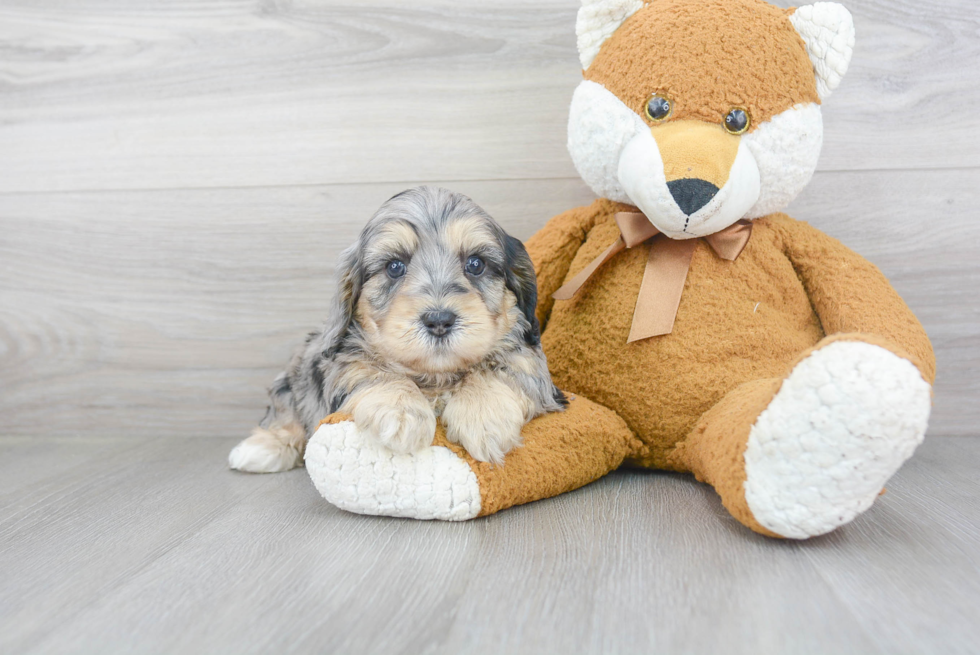 Cute Cavapoochon Baby