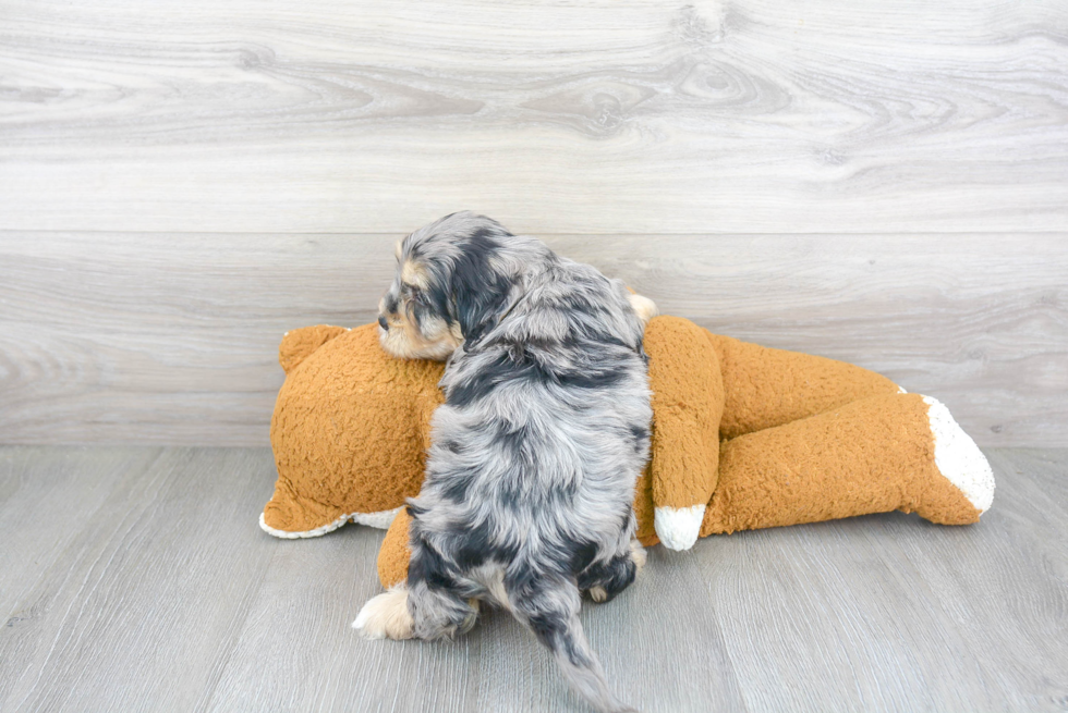 Cute Cavapoochon Mix Pup