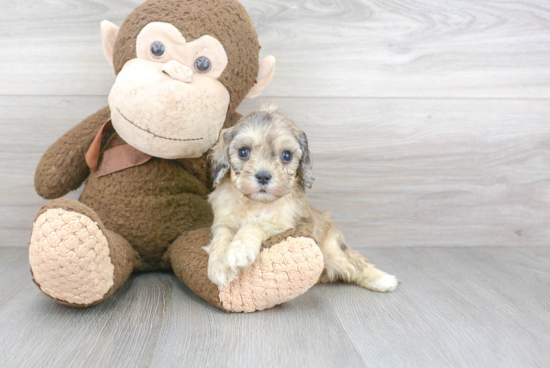 Cute Cavapoochon Mix Puppy