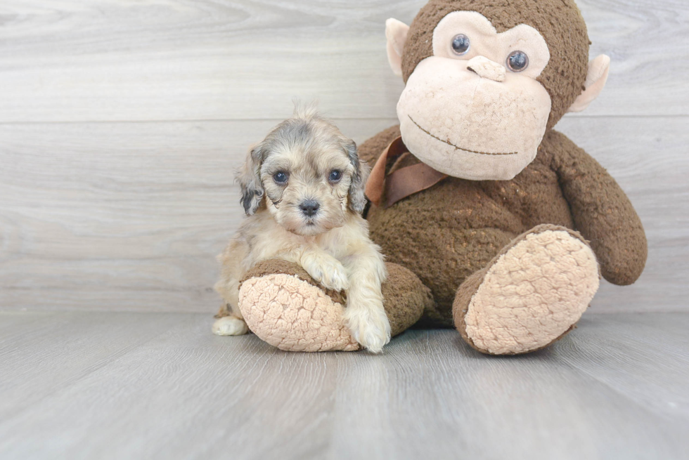 Cute Cavapoochon Mix Pup