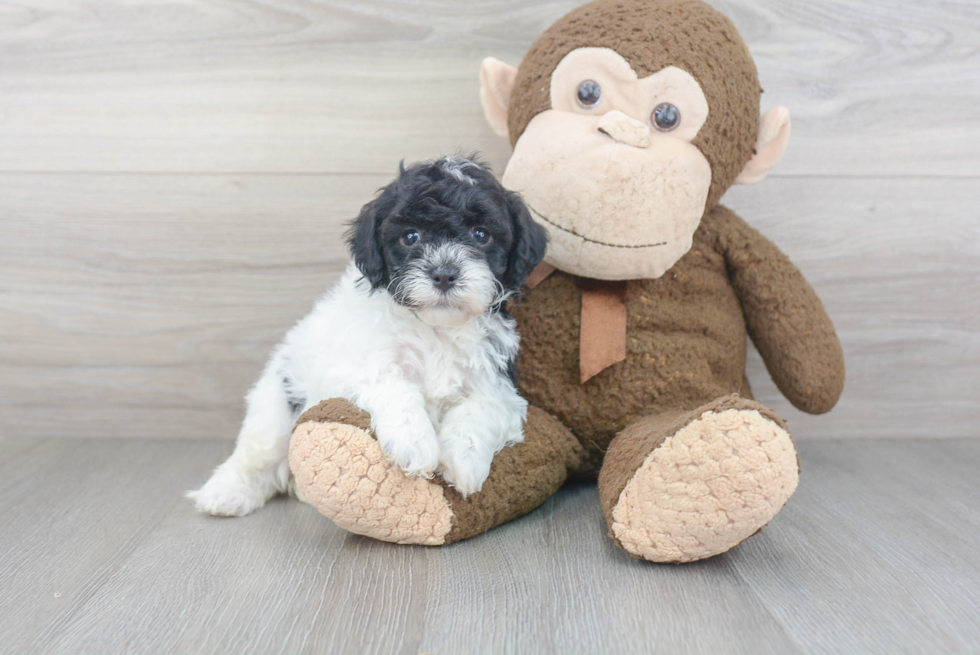 Cute Cavapoochon Mix Pup