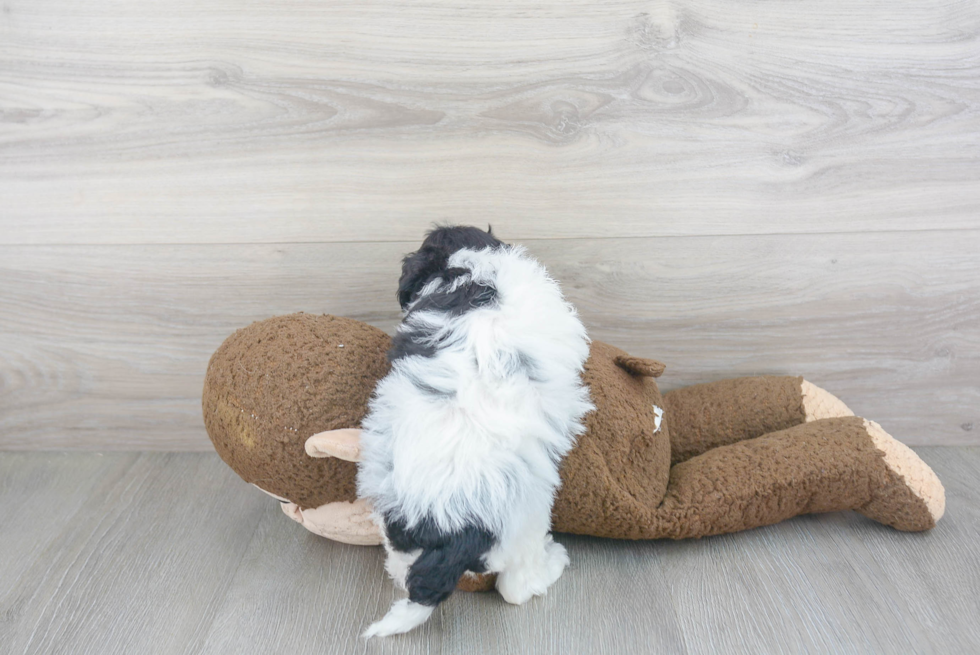 Cute Cavapoochon Mix Pup