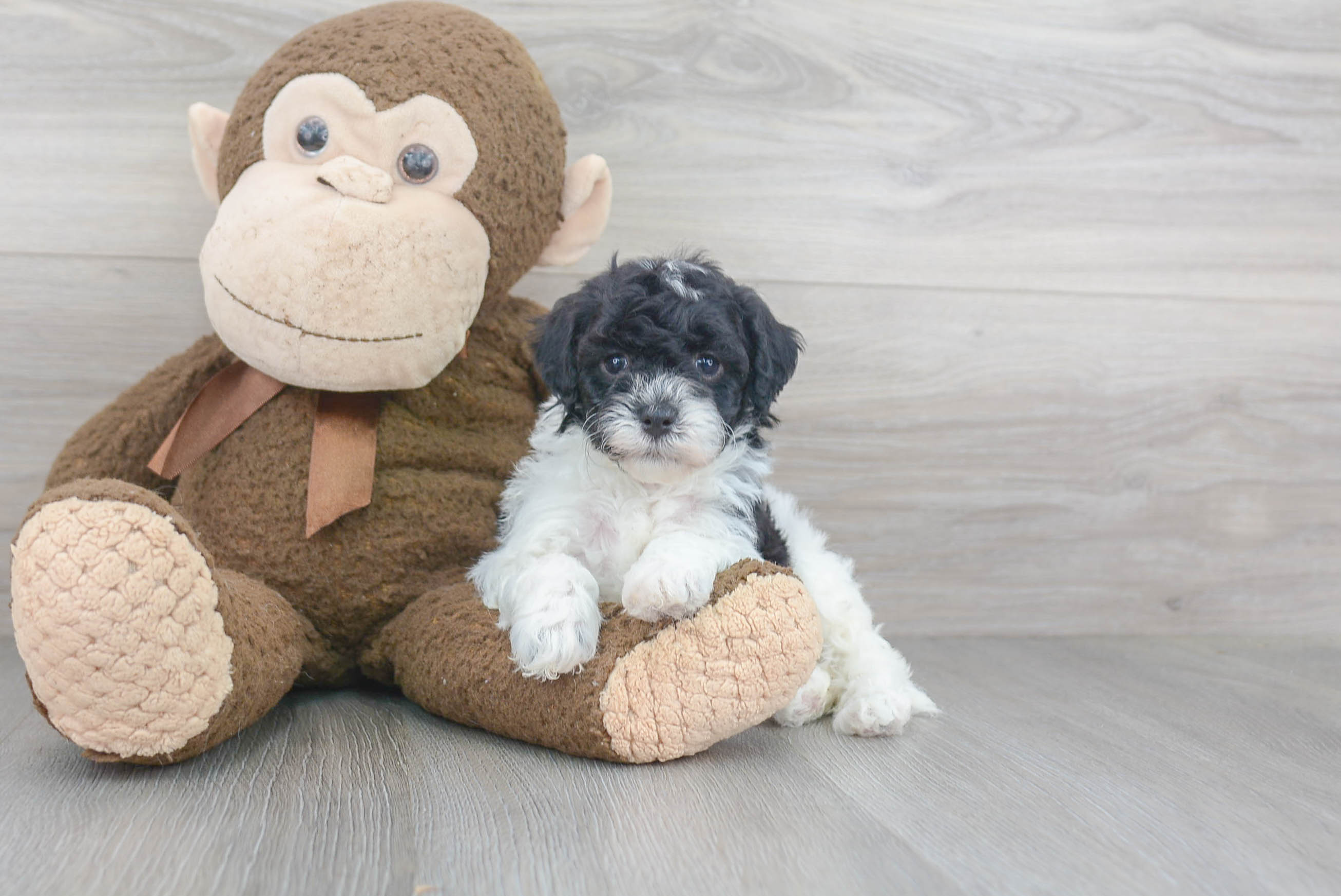 Cute Cavapoochon Mix Puppy
