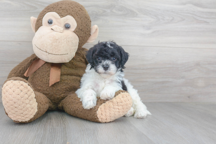 Cute Cavapoochon Mix Puppy