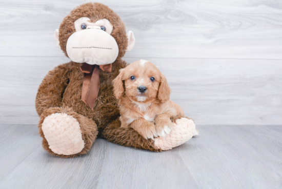 Fluffy Cavapoo Poodle Mix Pup