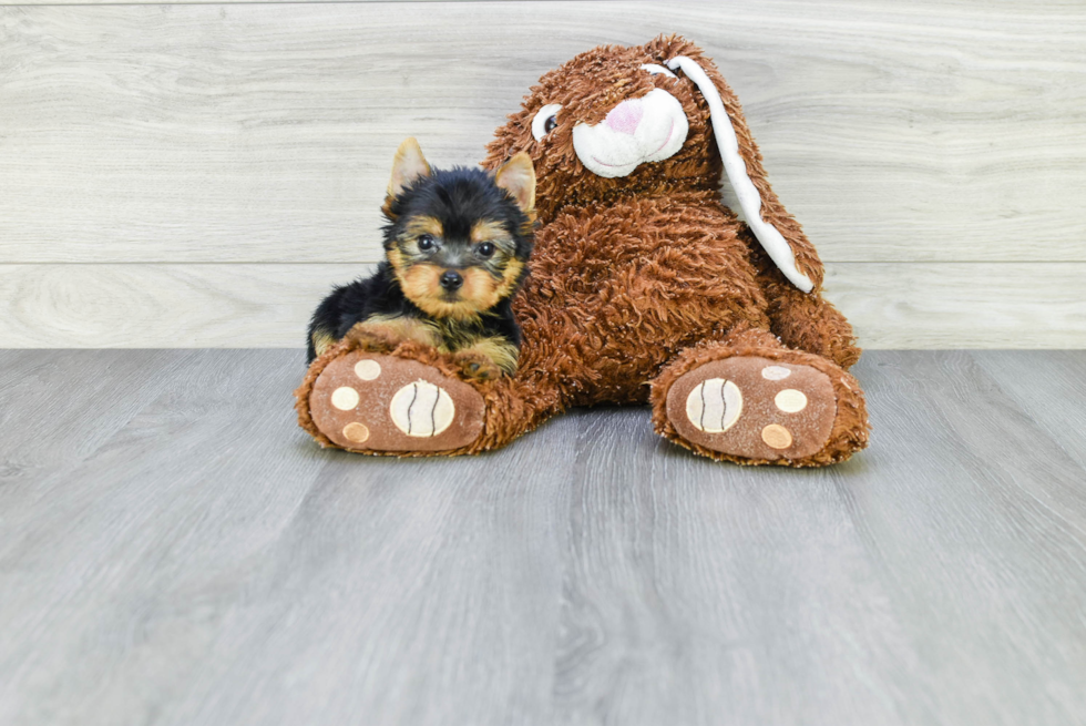 Meet Ronaldo - our Yorkshire Terrier Puppy Photo 