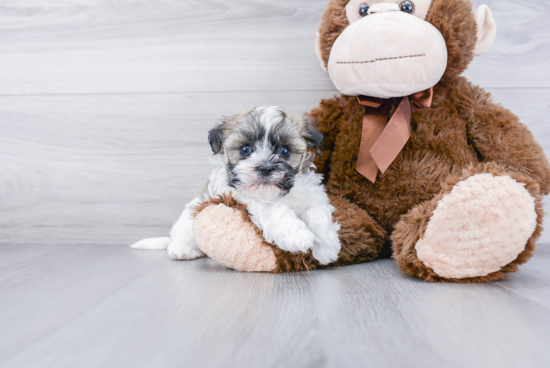 Akc Registered Havanese Purebred Pup