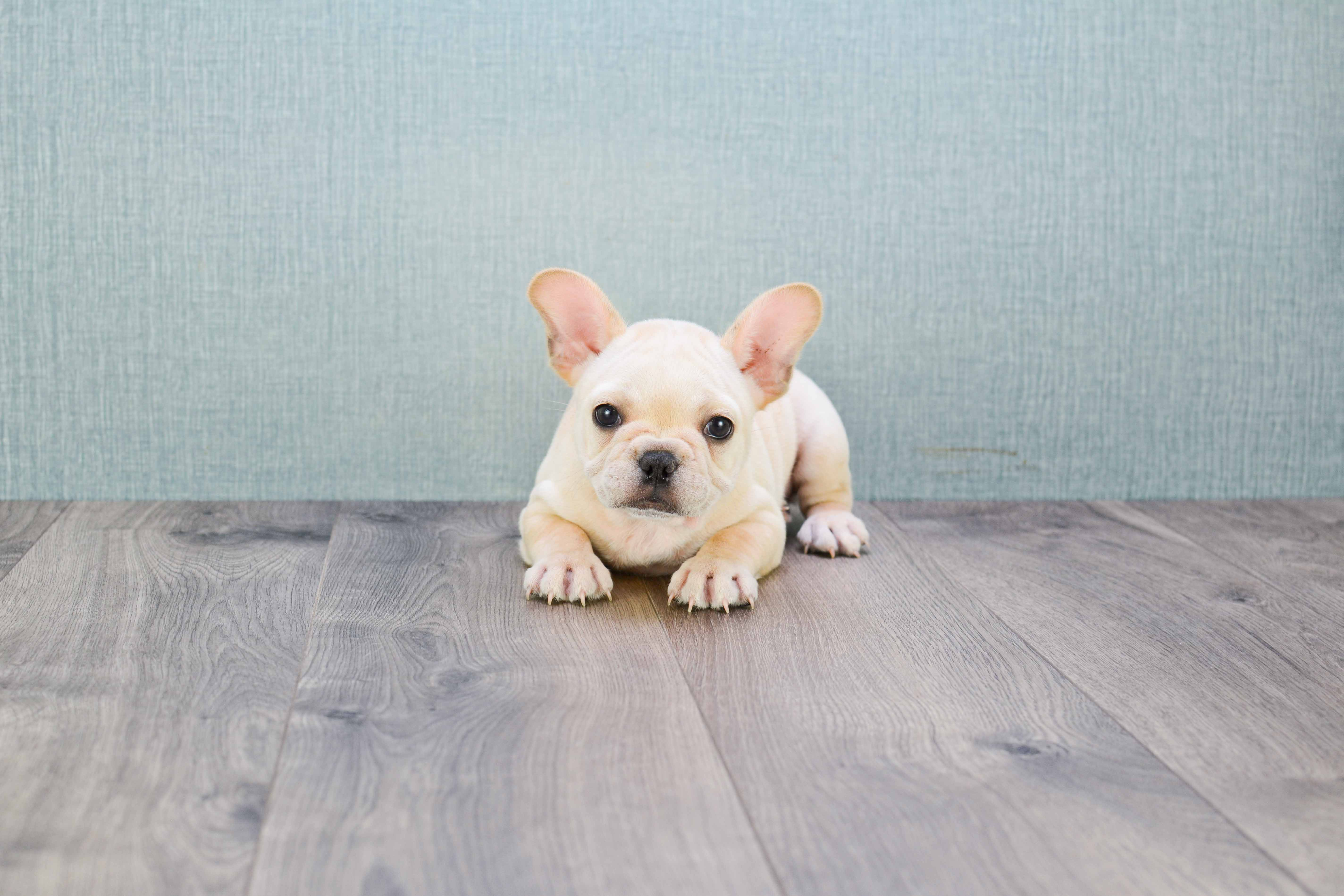 Petite Frenchie Purebred Puppy