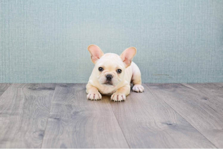 Petite Frenchie Purebred Puppy