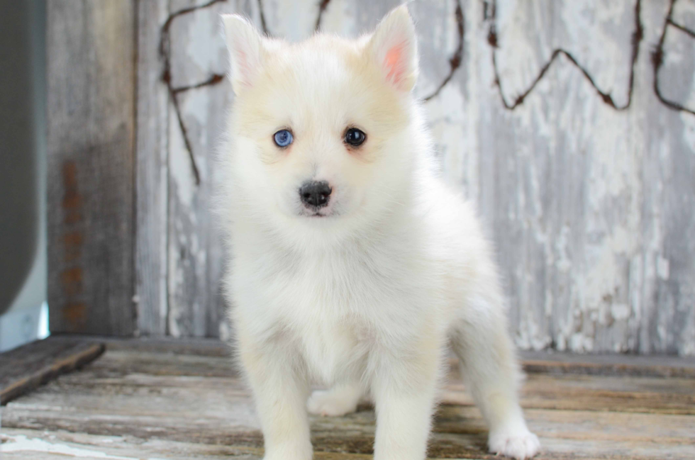 Best Pomsky Baby