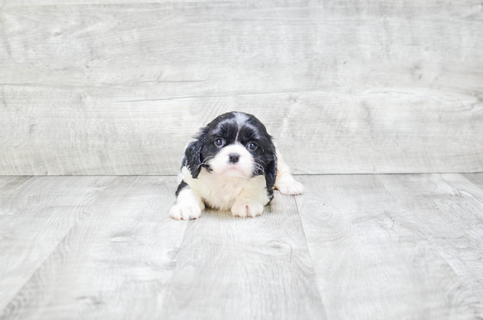 Cavalier King Charles Spaniel Puppy for Adoption