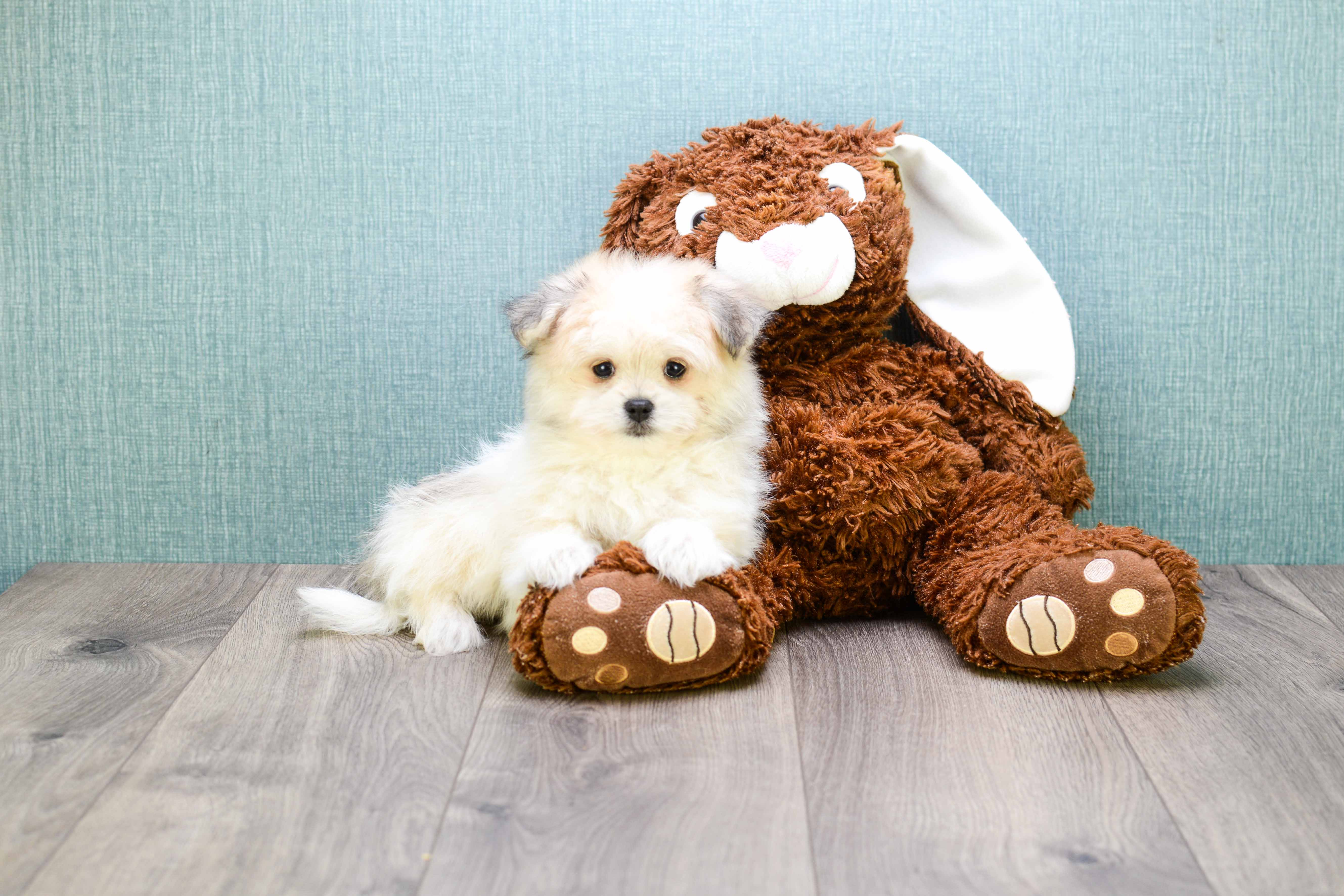 Maltipom Pup Being Cute