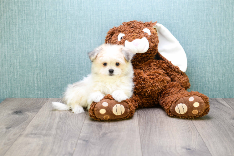 Maltipom Pup Being Cute