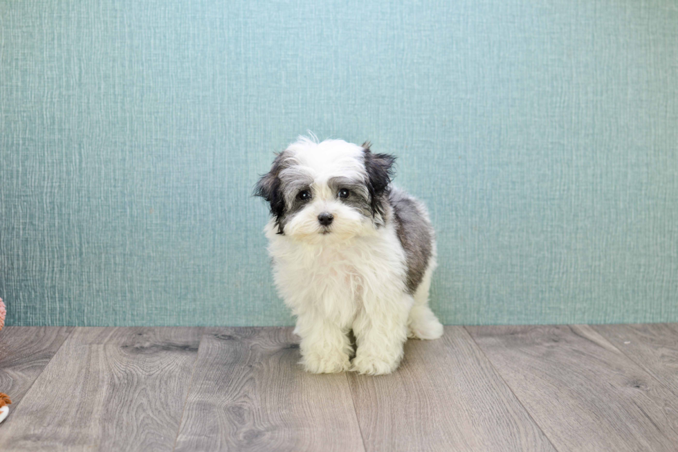 Little Havanese Purebred Pup