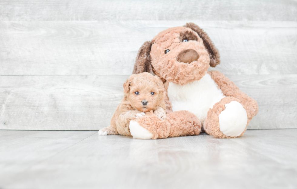 Sweet Maltipoo Baby