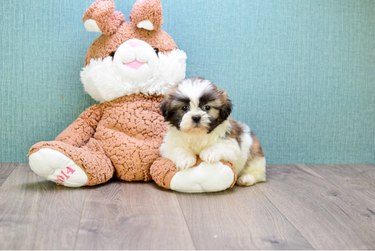 Teddy Bear Pup Being Cute