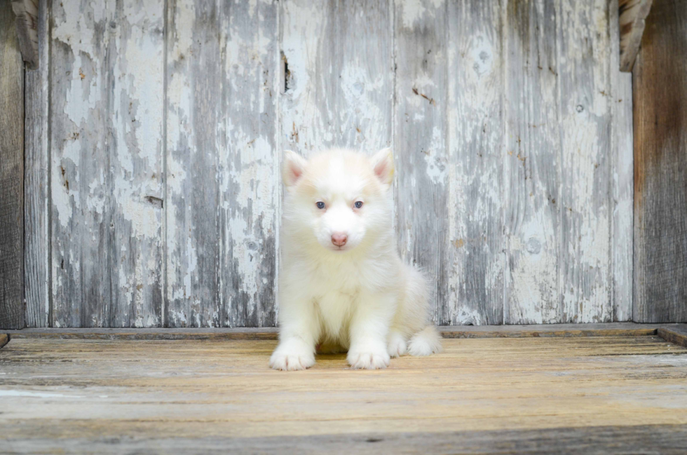 Best Pomsky Baby