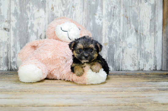 Yorkie Poo Pup Being Cute