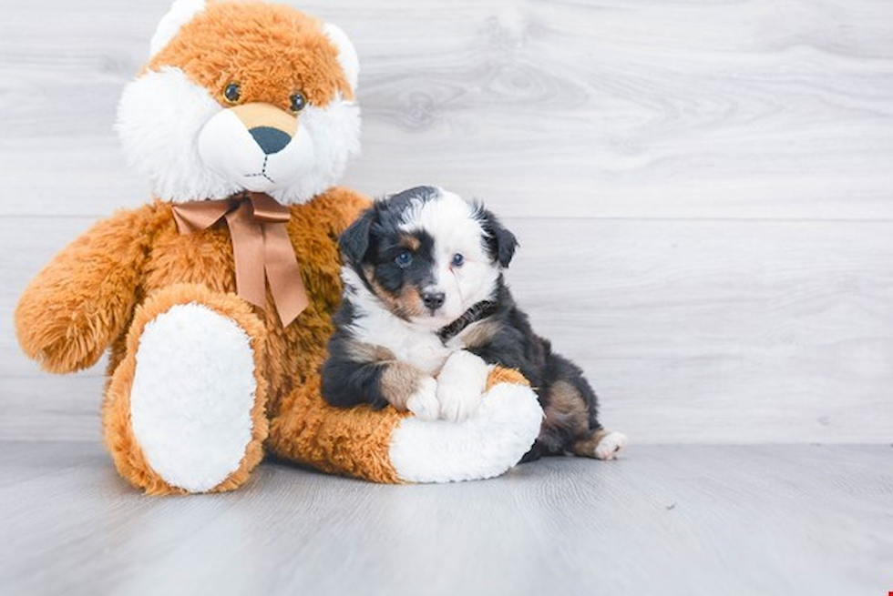 Small Mini Aussiedoodle Baby