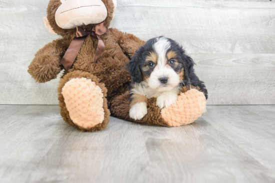 Best Mini Bernedoodle Baby