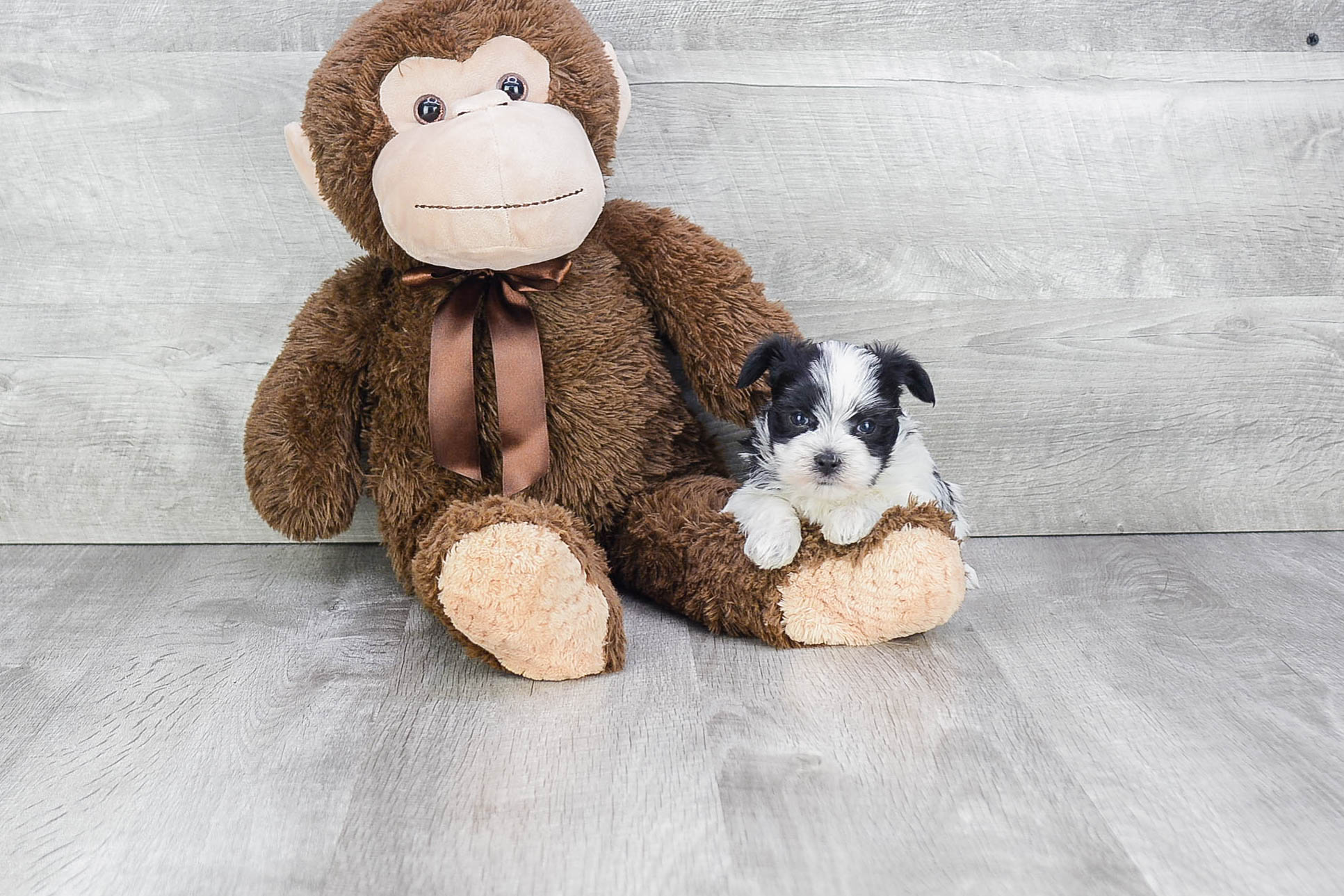 Morkie Puppy for Adoption