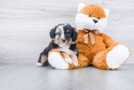 Friendly Mini Aussiedoodle Baby