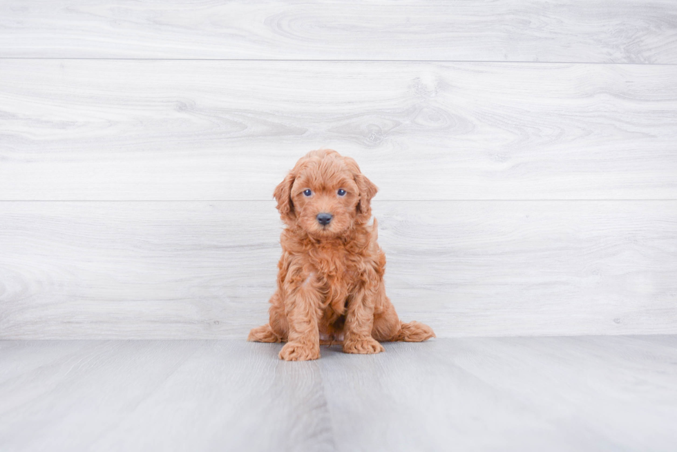 Mini Goldendoodle Puppy for Adoption