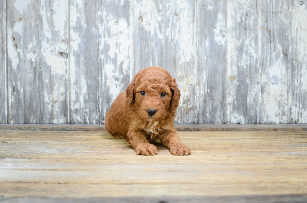 Mini Goldendoodle Puppy for Adoption