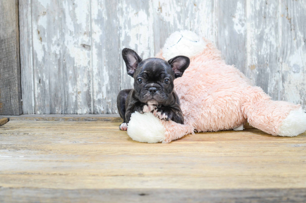 French Bulldog Pup Being Cute