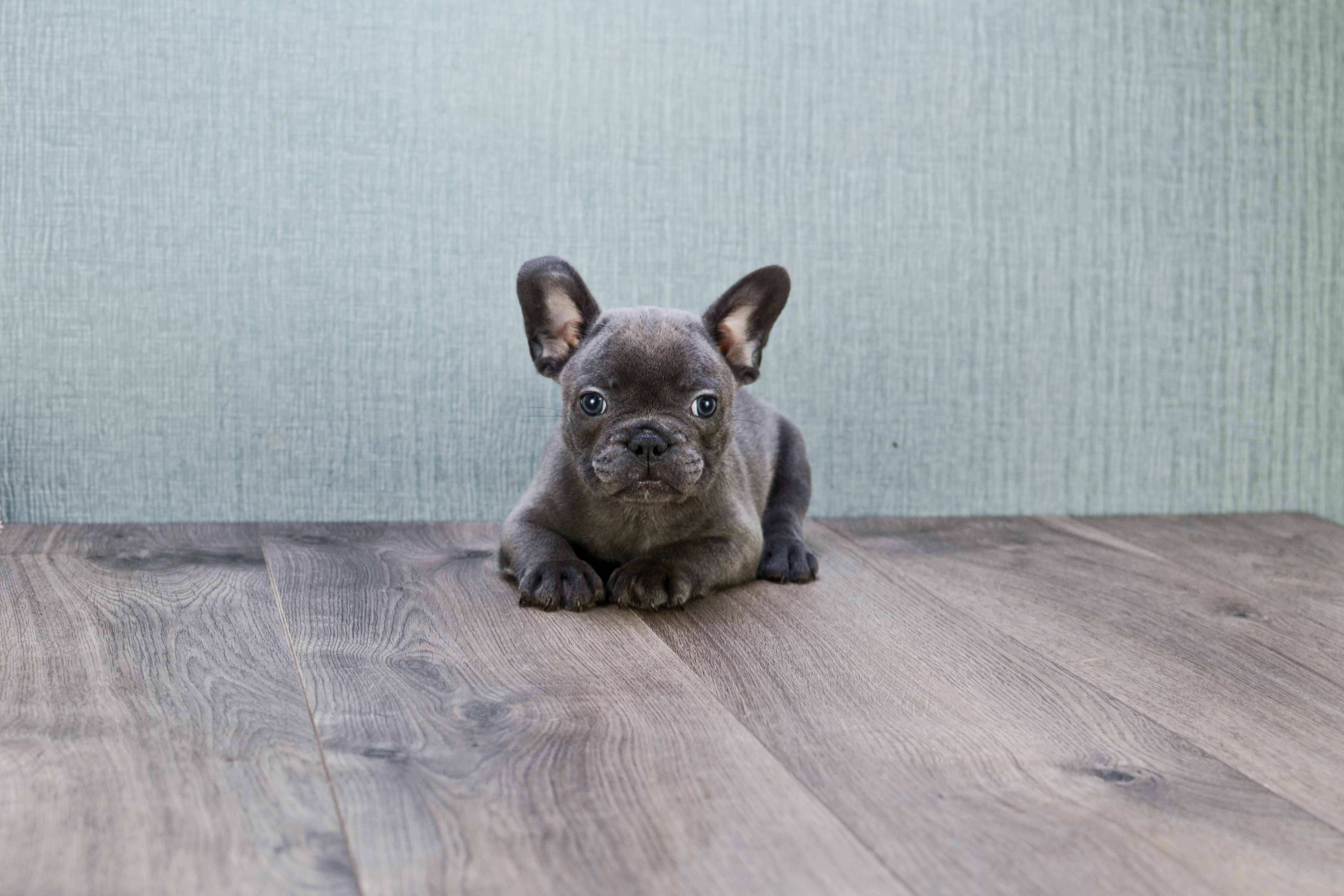 Cute Frenchie Purebred Puppy