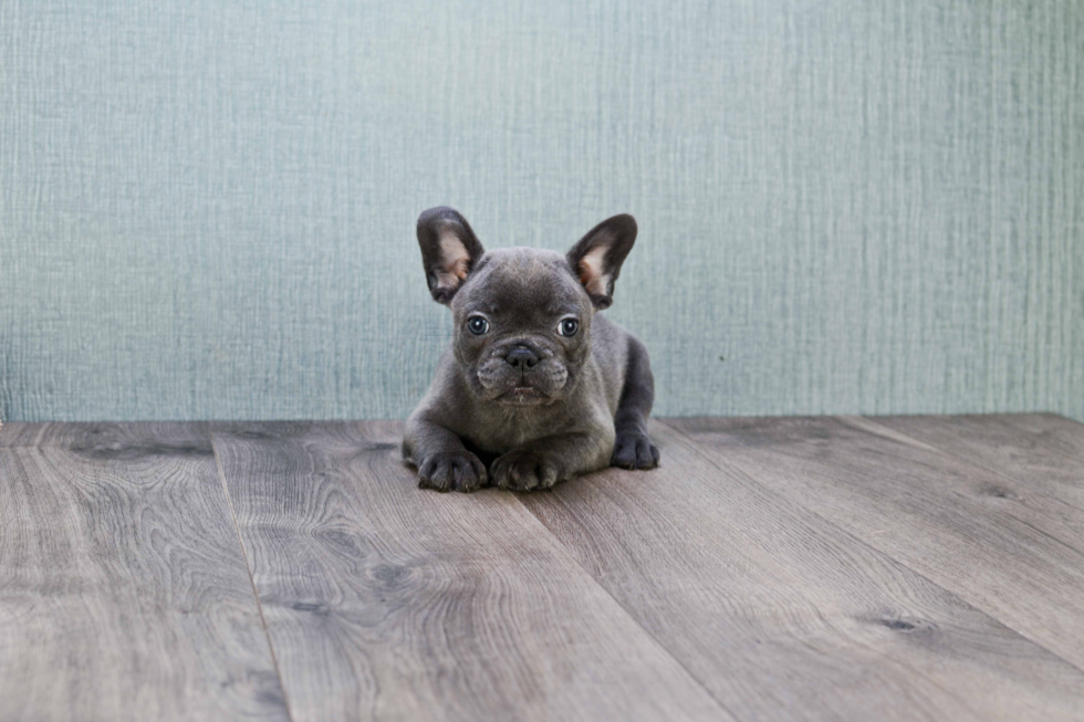 Cute Frenchie Purebred Puppy