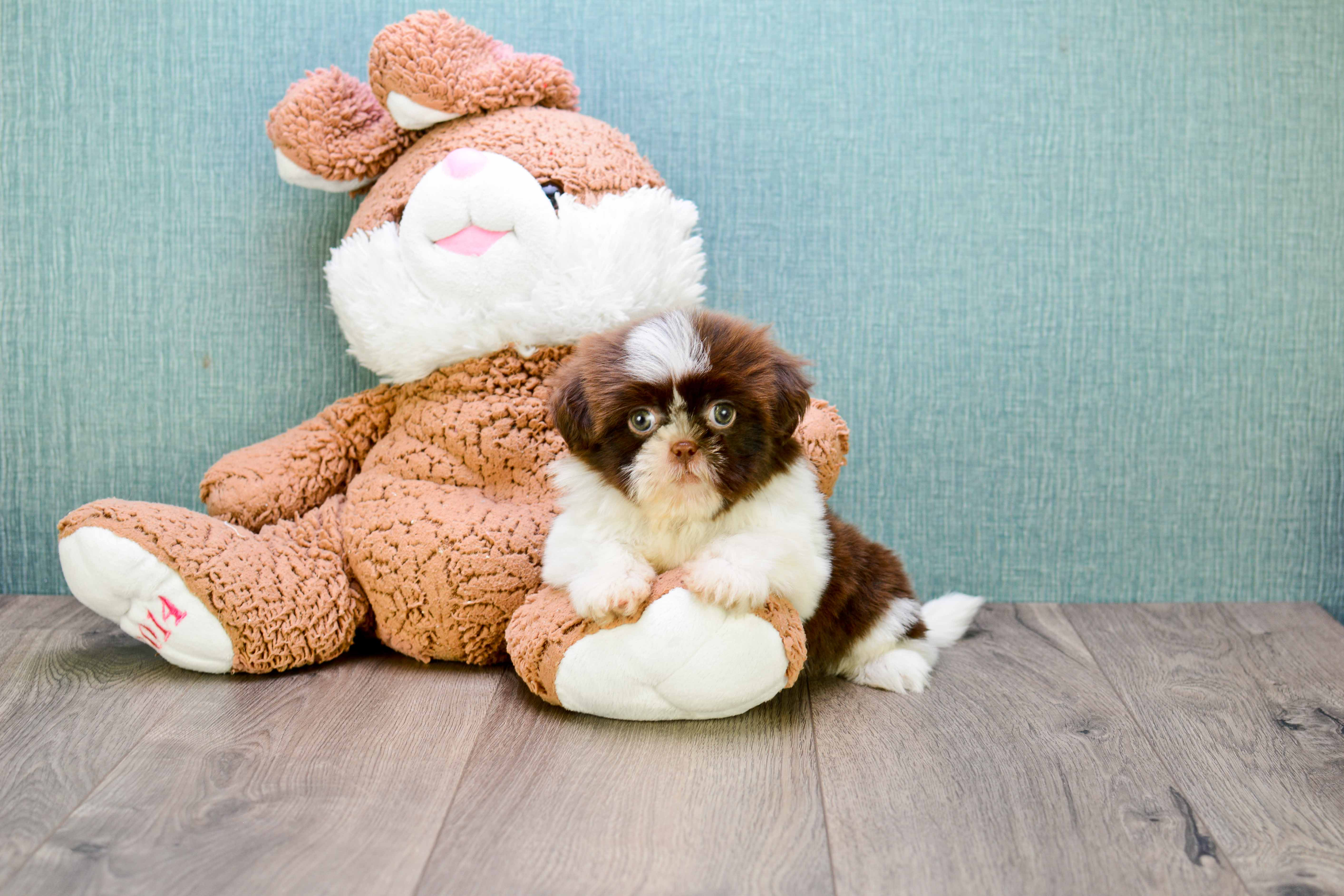 Teddy Bear Puppy for Adoption
