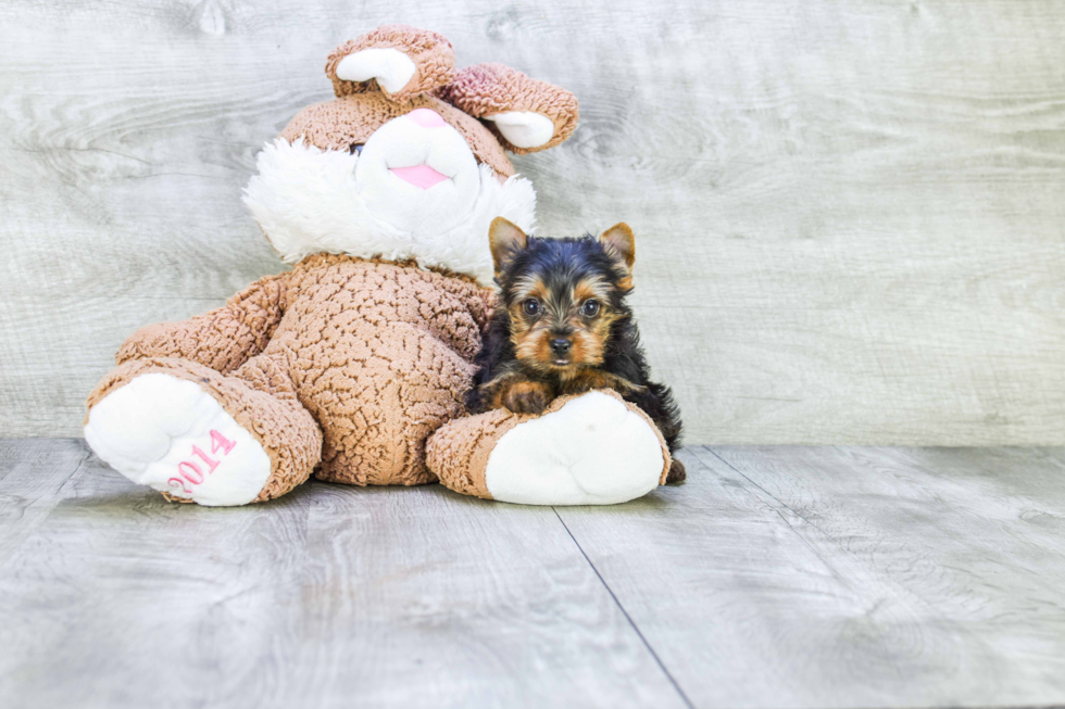 Meet Tinkerbell - our Yorkshire Terrier Puppy Photo 