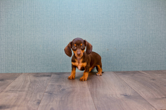 Dachshund Pup Being Cute