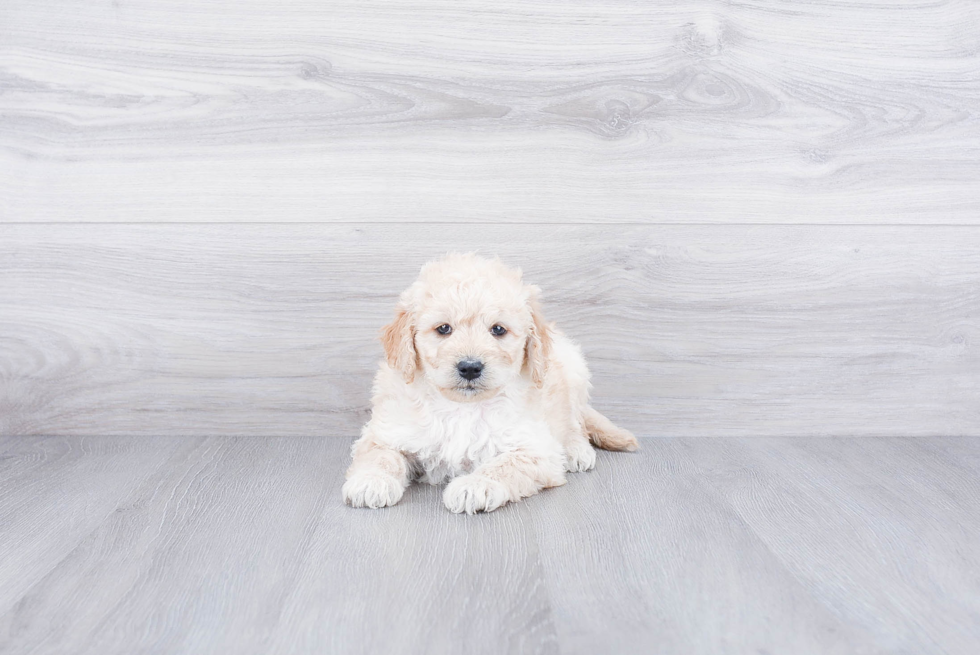 Playful Golden Retriever Poodle Mix Puppy