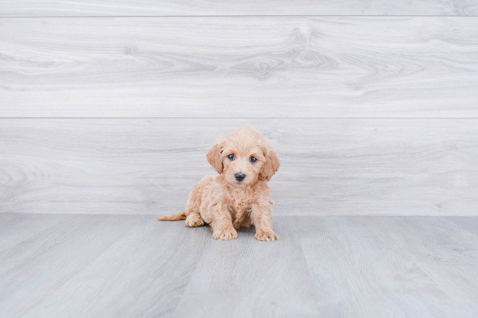 Little Golden Retriever Poodle Mix Puppy