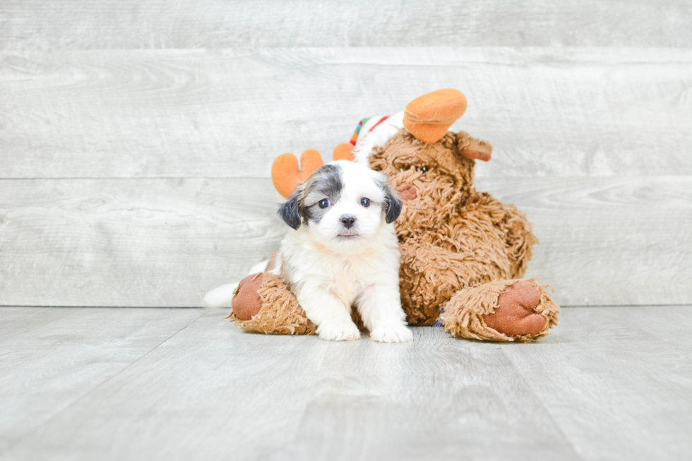 Teddy Bear Pup Being Cute